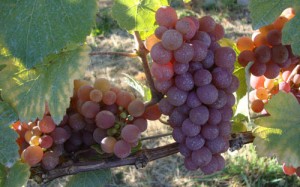 Wines Wines